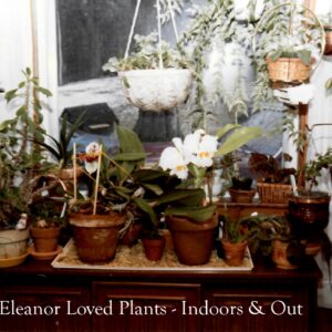 eleanor gauvreau Gallery